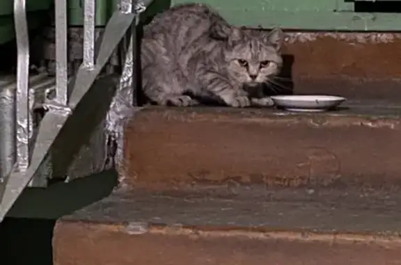 Найдена кошка на Коммунистическом проспекте, 121, Северск