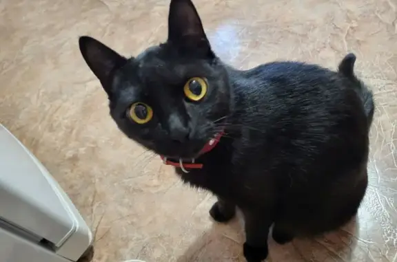 Найдена кошка в ЖК Современник - ищу хозяев!