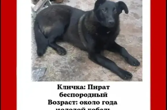 Пропала собака на пр. Энгельса 154, СПб