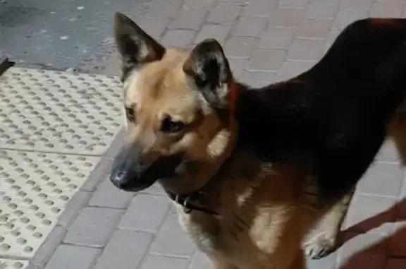 Найдена собака на ул. Шишкина, 293, Парголово.