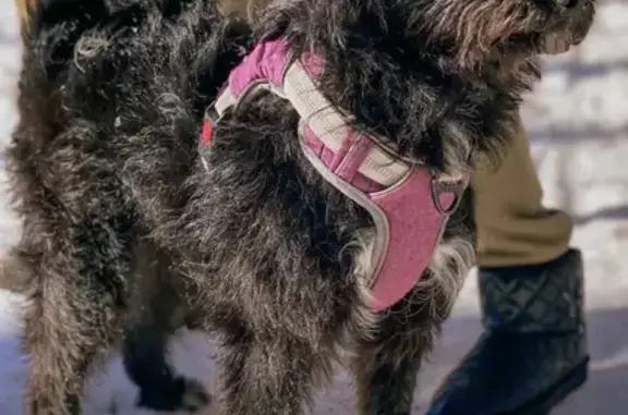 Найдена собака в фиолетовом ошейнике на Саларьевской улице