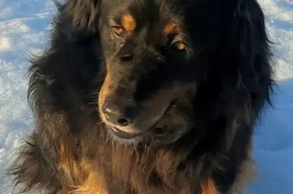 Собака без ошейника найдена в Селе Троицкое, Калужская область