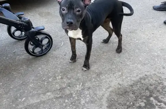 Найдена собака окраса чёрный породы Стафорширский терьер на улице Веллинга, 14