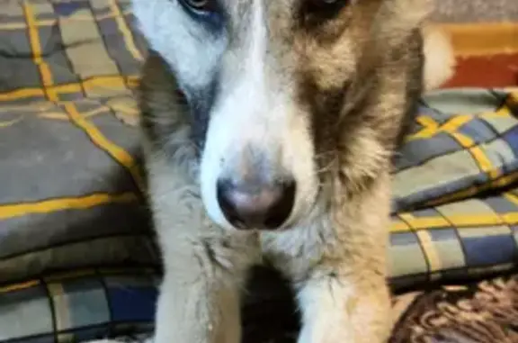 Найдена собака на ул. Терешковой, 16 в Камышине