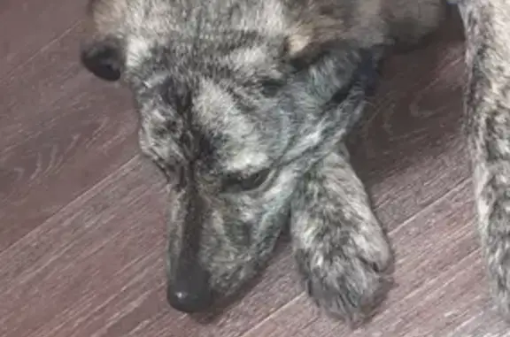 Собака Сигий найдена на ул. Ленина, 33