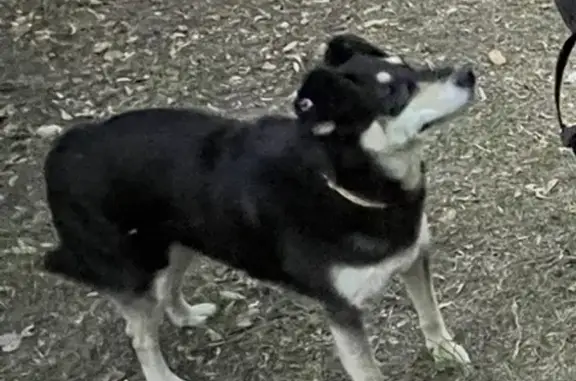 Пропала собака Палыч, проживающий на проспекте Циолковского, 81Б