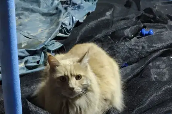 Найдена кошка в Таганроге, порода мейн-кун, окрас персиково-рыжий