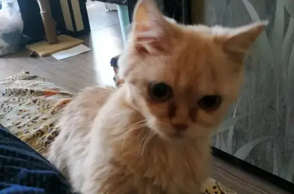 Найдена кошка на ул. Калинина, 18 в Челябинске