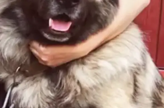 Пропала кавказская собака Азар в Новосибирской области