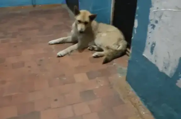 Найдена рыжая собака на Инициативной улице