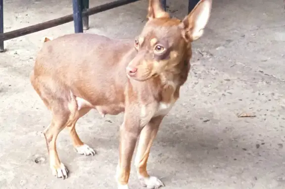 Найдена собака на улице Репина, 65 в Лабинске