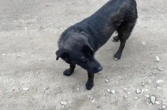 Найден щенок с ошейником на Ахтарском переулке, Ростов-на-Дону