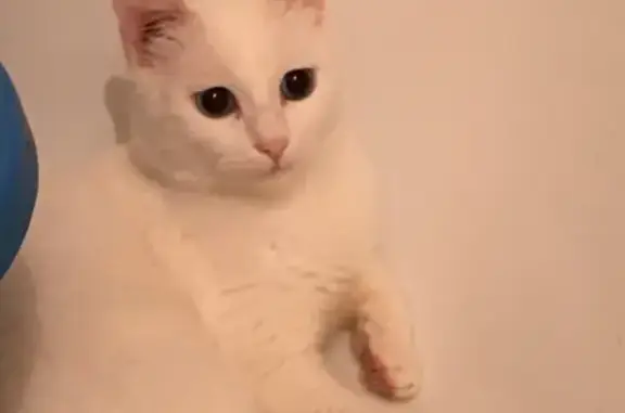 Пропала белая кошка «Кокос» в Камышине (34)