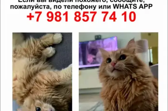 Пропал кот на проспекте Достоевского, помогите найти! 🐈