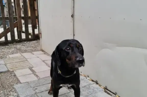 Собака Мальчик найдена на Пластунской улице, Сочи