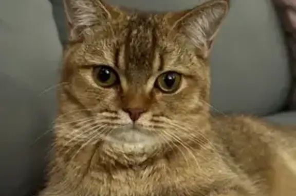 Потерянные животные Москва, фото: Пропала кошка Марсик в Стулово.