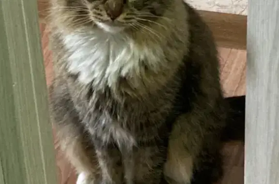 Кошки потеряшки, Ижевск, фото: Потеряшка кот Бусик на ул. Труда, 86