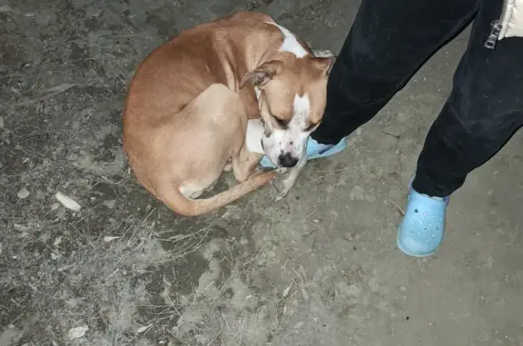 Найдена собака в Ворошиловском районе, ищут добрые руки (Ардатовская улица, 37)