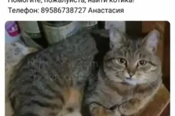 Пропала кошка на улице Посадского, 159Е в Саратове