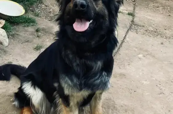 Пропала собака Лулу в Кондрово, Калужская область