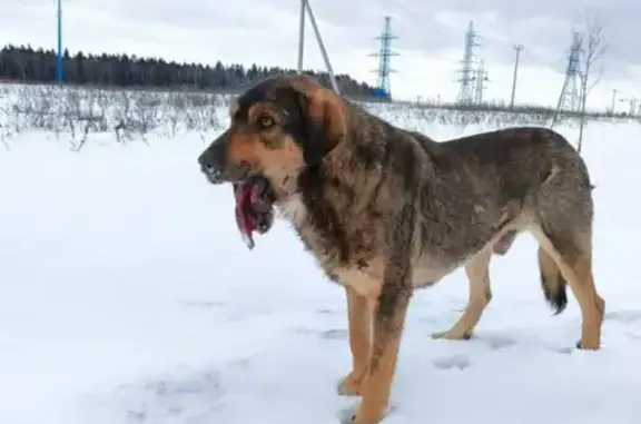 Пропала собака на Калужском шоссе, ищут волонтеры