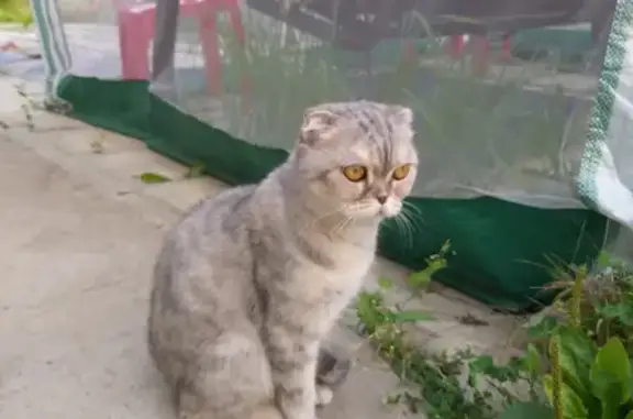 Пропала кошка на Ханты-Мансийской, 9 в Нижневартовске