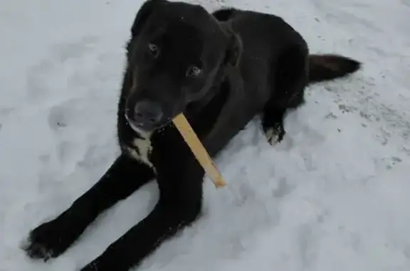 Пропала собака Дарк в СНТ Мечта, Тюменская область