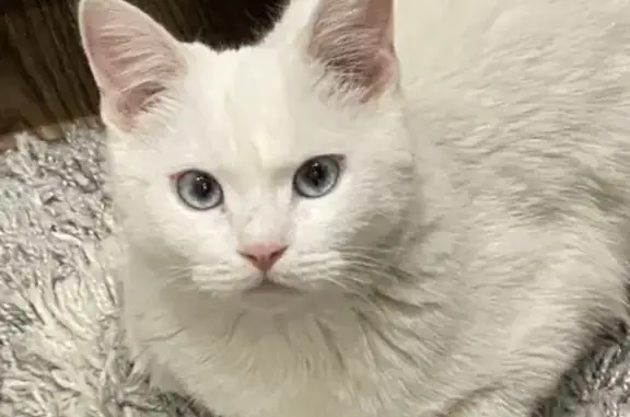 Пропала белая кошка на улице Мира, 155
