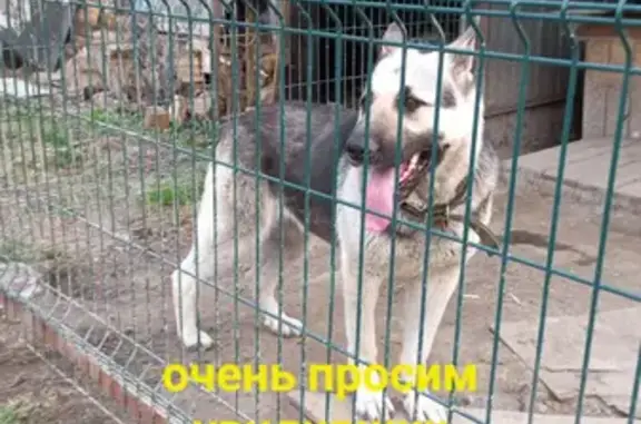 Пропала собака породы ВЕО в Тюмени