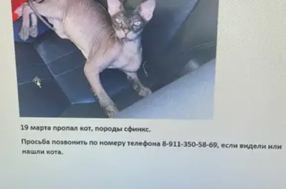 Пропала кошка на ул. Маршала Жукова, 18, Великие Луки
