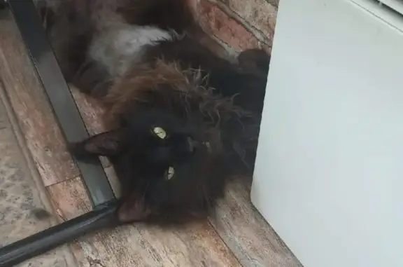 Пропала кошка Мейн-кун на Ижевской улице