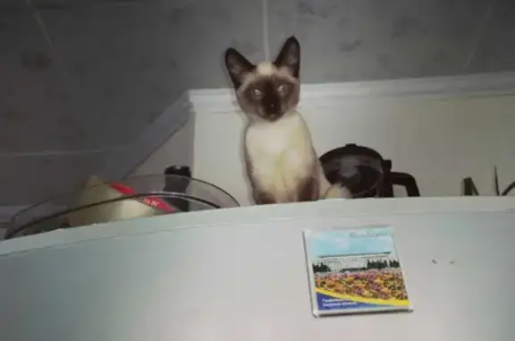 Объявления о пропавших и найденных животных, Санкт-Петербург, фото: Пропала тайская кошка на Замшина, СПб