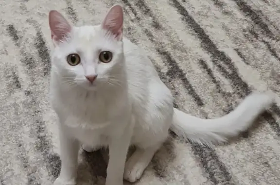 Объявления о пропавших и найденных животных, Великий Новгород, фото: Пропала белая кошка с ул. Черняховского, 82