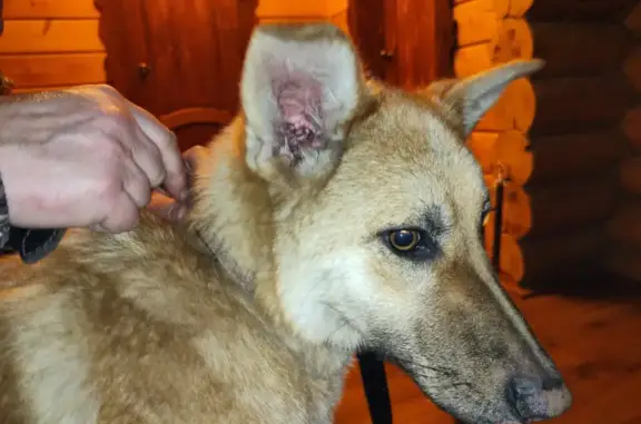 Найдена рыжая собака в Красногорске, адрес - Ново-Никольская улица, 68