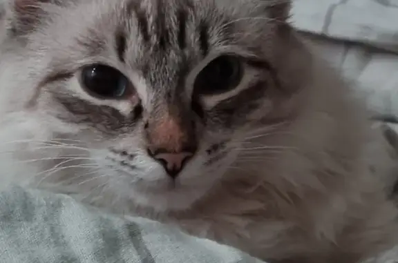 Кошки потеряшки, Ижевск, фото: Потеряшка кошка на Гагарина 37 в Ижевске