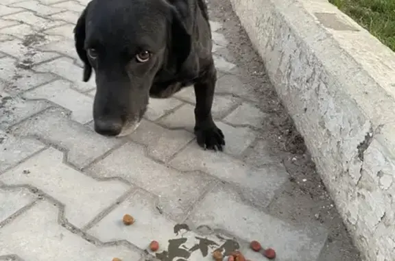 Найдена собака Помесь таксы возле Ульянова 78, Астрахань
