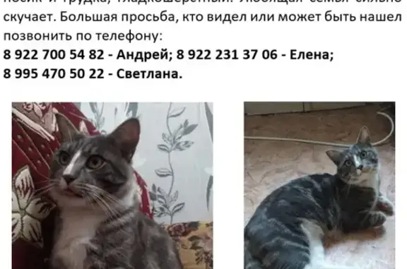 Пропала кошка на Привокзальной, Челябинск