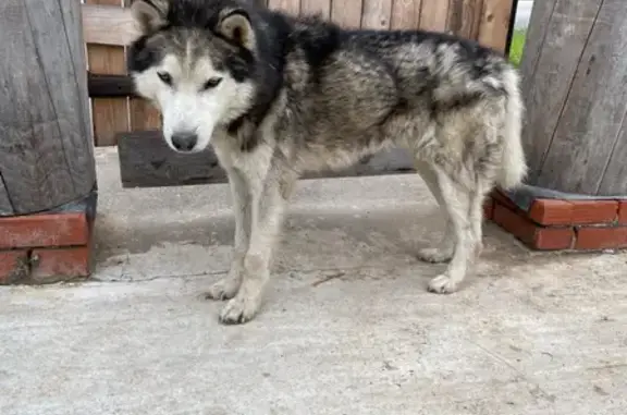 Найдена собака на улице Верещагина, 11 в Чердыни
