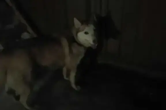 Найдена собака Хаски в Подольске