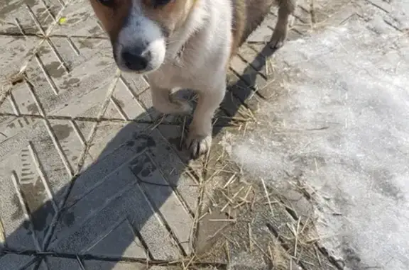 Найдена собака на Совхозной улице, Хабаровск