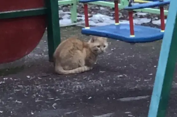 Пропала кошка с ошейником на Малахитовой, Москва