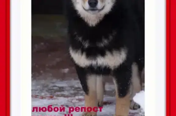 Пропала собака Сиба на Ленинградском шоссе, вл24, Химки.