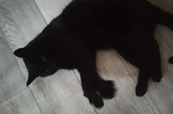 Найден черный кот на ул. 50 лет ВЛКСМ, Ставрополь