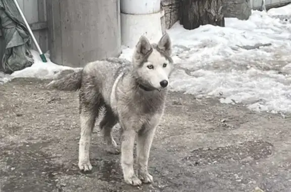Найдена собака Хаски на СНТ Нижние Дойки, Самара