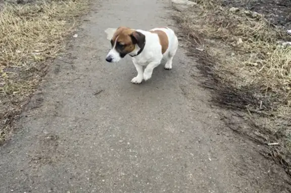 Собака найдена в деревне Никулино, Тульская область