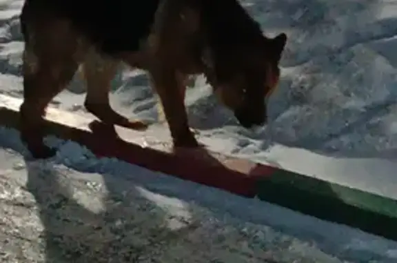 Собака найдена на ул. Н. Гоголя, 210 в Бийске