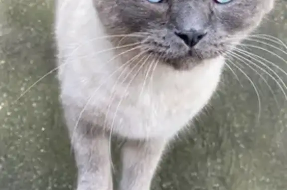 Пропала кошка Марсель на 40 лет Октября, 57, Курганинск