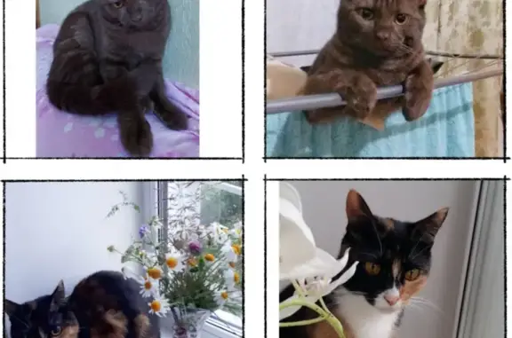 Потерянные животные Смоленск, фото: Пропала кошка, нужна помощь, Макси, Февраль, контакты.