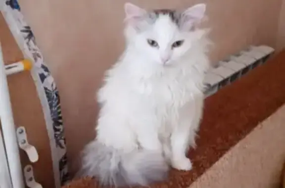 Пропала кошка Котик на ул. Л. Шамшиковой, 12 в Щёкино