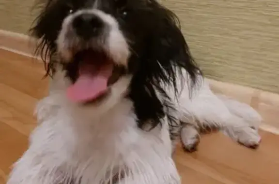 Собака найдена на Киевской, 115 - без хозяина.